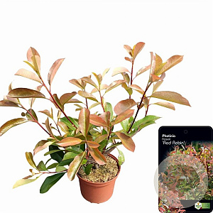 Photinia fraseri 'Red Robin' 40-50 cm 2,5L