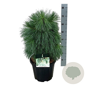 Pinus schwerinii 'Wiethorst' 50-60 cm 15L