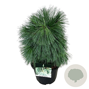 Pinus schwerinii 'Wiethorst' 50-60 cm 15L