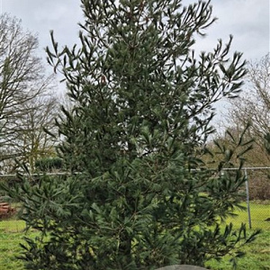 Pinus strobus 400-500 cm cont. 230L meerstammig