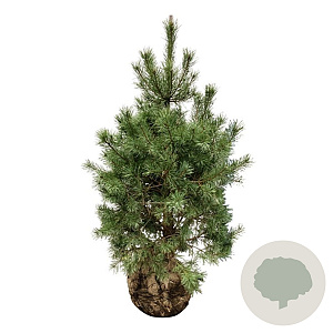 Pinus sylvestris 125-150 cm draadkluit extra