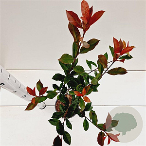Photinia fraseri 'Robusta Compacta' 40-50 cm 2,5L