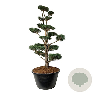 Pinus sylvestris 225-250 cm cont. 500L bonsai
