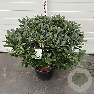 Rhododendron 'Cunningham's White' 60-80 cm 20L