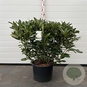 Rhododendron 'Cunningham's White' 60-80 cm 20L