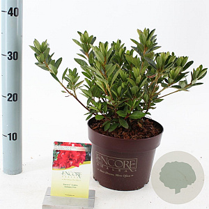 Rhododendron Encore Autumn Fire 25-30 cm 3,0L