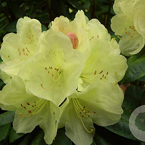 Rhododendron 'Golden Wonder' 20-25 cm 7,5L