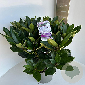 Rhododendron 'Gomer Waterer' 30-40 cm 5,0L