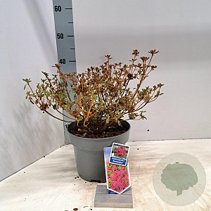 Rhododendron (AJ) 'Kermesina' 20-25 cm 5,0L
