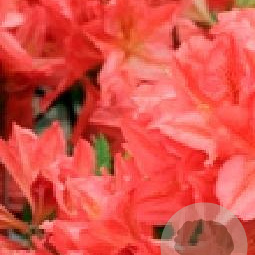 Rhododendron (AM) 'Mathilda' 20-30 cm 2,0L