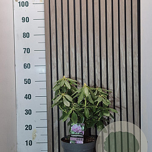 Rhododendron 'Roseum Elegans' 50-60 cm 5,0L