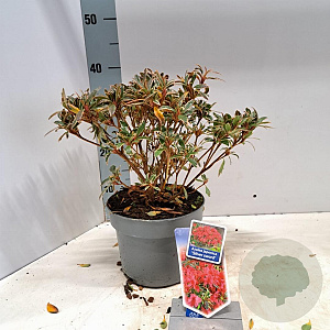 Rhododendron (AJ) 'Silver Sword' 20-25 cm 3,0L