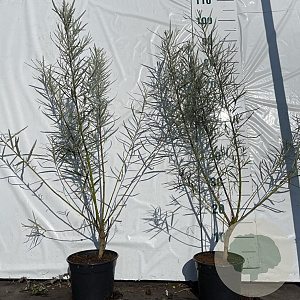 Salix elaeagnos 'Angustifolia' 60-80 cm 2,0L