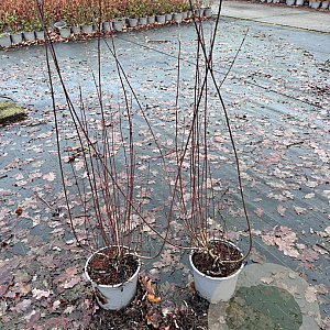 Salix purpurea 'Nana' 60-80 cm 2,0L