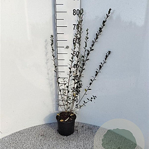 Salix repens nitida 40-60 cm 2,0L