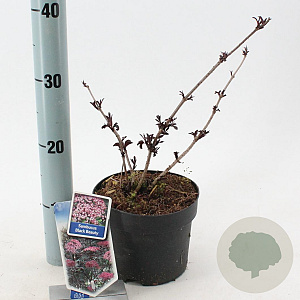 Sambucus nigra Black Beauty 30-40 cm 2,0L