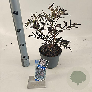 Sambucus nigra Black Lace 30-40 cm 2,0L