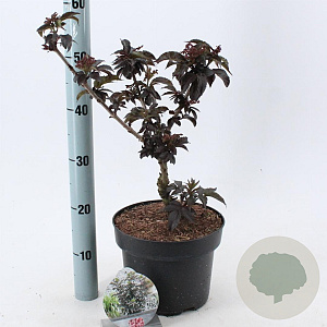 Sambucus nigra Black Tower 30-40 cm 5,0L