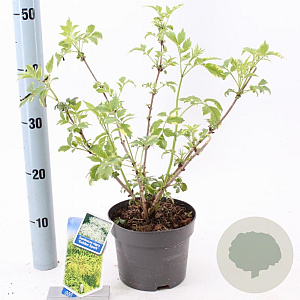Sambucus nigra Gold Spark 30-40 cm 2,0L