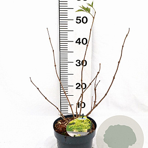 Sambucus nigra Gold Spark 40-50 cm 3,0L