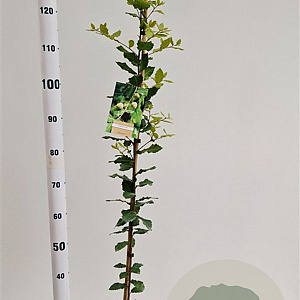 Quercus ilex 100-125 cm 3,0L