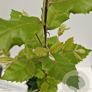 Quercus ilex 100-125 cm 3,0L