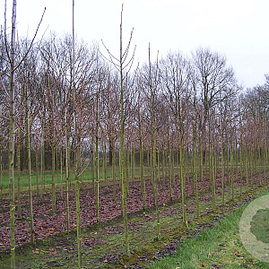 Sorbus hybrida 'Gibbsii' 12-14 HO draadkluit