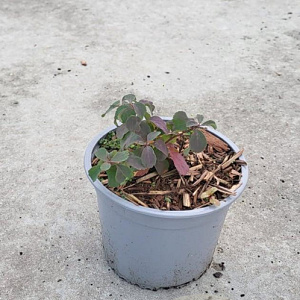 Spiraea betulifolia 'Tor' plantgoed C1.3