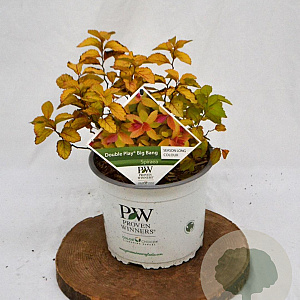 Spiraea Double Play Big Bang 30-40 cm 3,0L