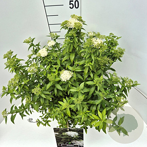 Spiraea jap. 'Albiflora' 40-50 cm 10L