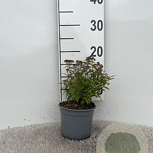 Spiraea jap. 'Anthony Waterer' 10-15 cm C1.3