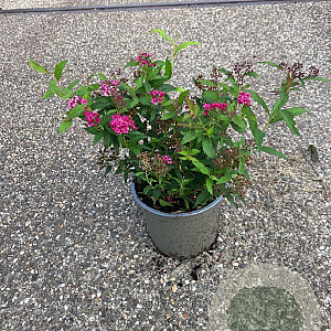 Spiraea jap. 'Anthony Waterer' 30-40 cm 2,0L