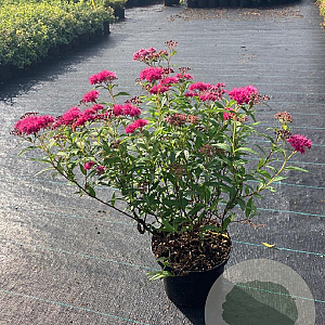 Spiraea jap. 'Anthony Waterer' 30-40 cm 2,0L