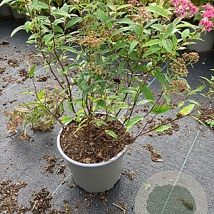 Spiraea jap. 'Anthony Waterer' 30-40 cm 2,0L