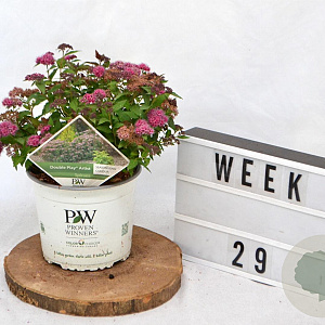 Spiraea jap. Double Play Artist 30-40 cm 3,0L