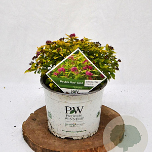 Spiraea jap. Double Play Gold 25-30 cm 3,0L