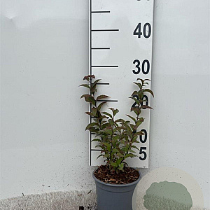 Spiraea jap. 'Froebelii' 15-20 cm C1.3