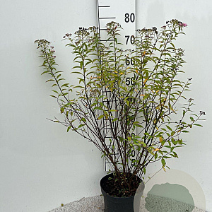 Spiraea jap. 'Genpei' 40-60 cm 5,0L