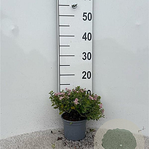 Spiraea jap. 'Little Princess' 10-15 cm C1.3