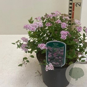 Spiraea jap. 'Little Princess' GM 2,0L