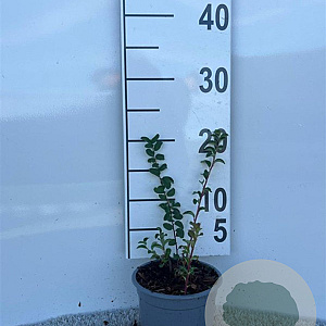 Spiraea nipp. 'June Bride' 20-30 cm C1.3