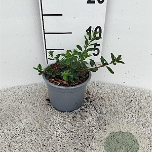 Spiraea nipp. 'Snowmound' 20-30 cm C1.3