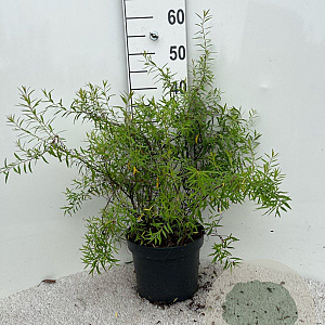 Spiraea thunbergii 40-60 cm 5,0L