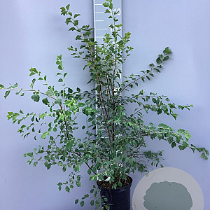 Spiraea vanhouttei 80-100 cm 5,0L