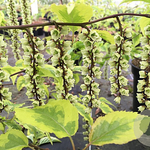 Stachyurus chin. 'Joy Forever' 100-125 cm 15L struik