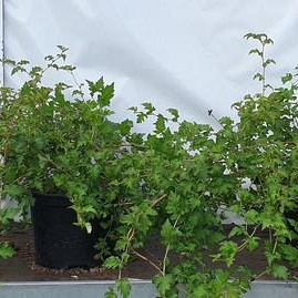 Stephanandra incisa 'Crispa' 20-25 cm 2,0L