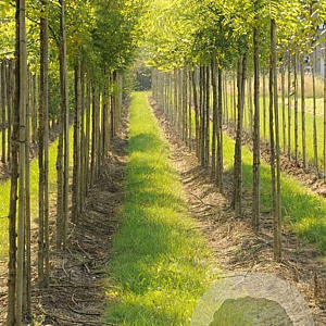 Styphnolobium j. 'Fleright' 175-200 cm 40L meerstammig