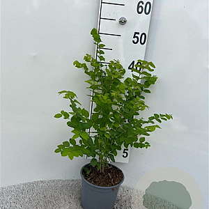 Symphoricarpos d. 'Magic Berry' 30-40 cm 2,0L