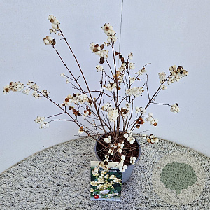 Symphoricarpos Magical Galaxy 30-40 cm 2,5L