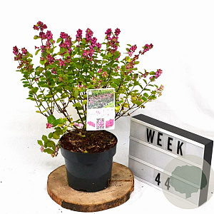 Symphoricarpos d. Symphony Rumble 30-40 cm 3,0L